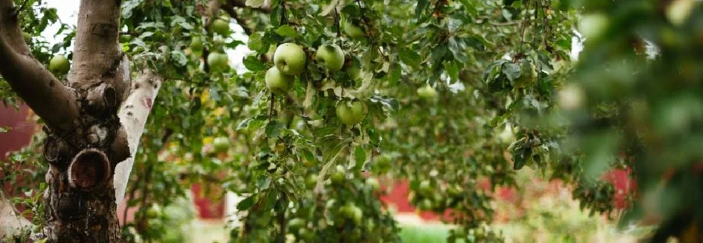 Apfelbaum mit grünen Äpfeln